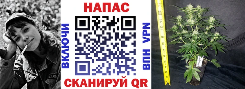 Конопля VHQ  Павловск 